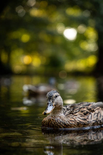 Water during the day, brown duck
